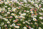 Karwinskis Feinstrahl - Erigeron karvinskianus
