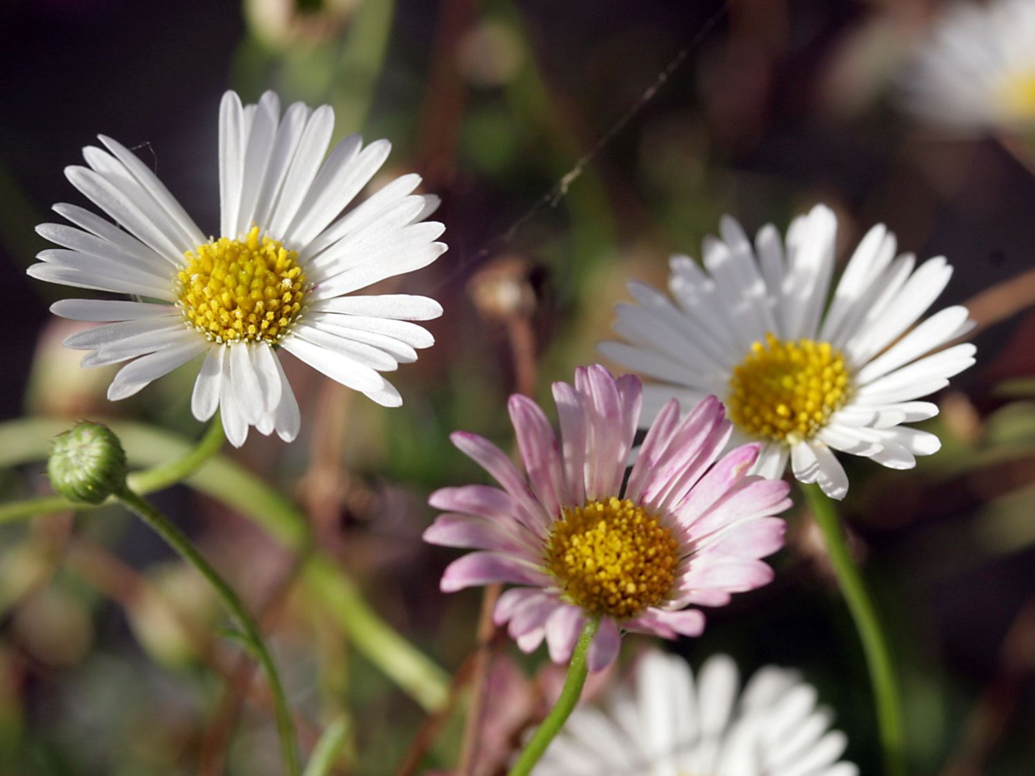 Karwinskis Feinstrahl - Erigeron karvinskianus