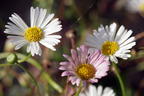 Karwinskis Feinstrahl - Erigeron karvinskianus