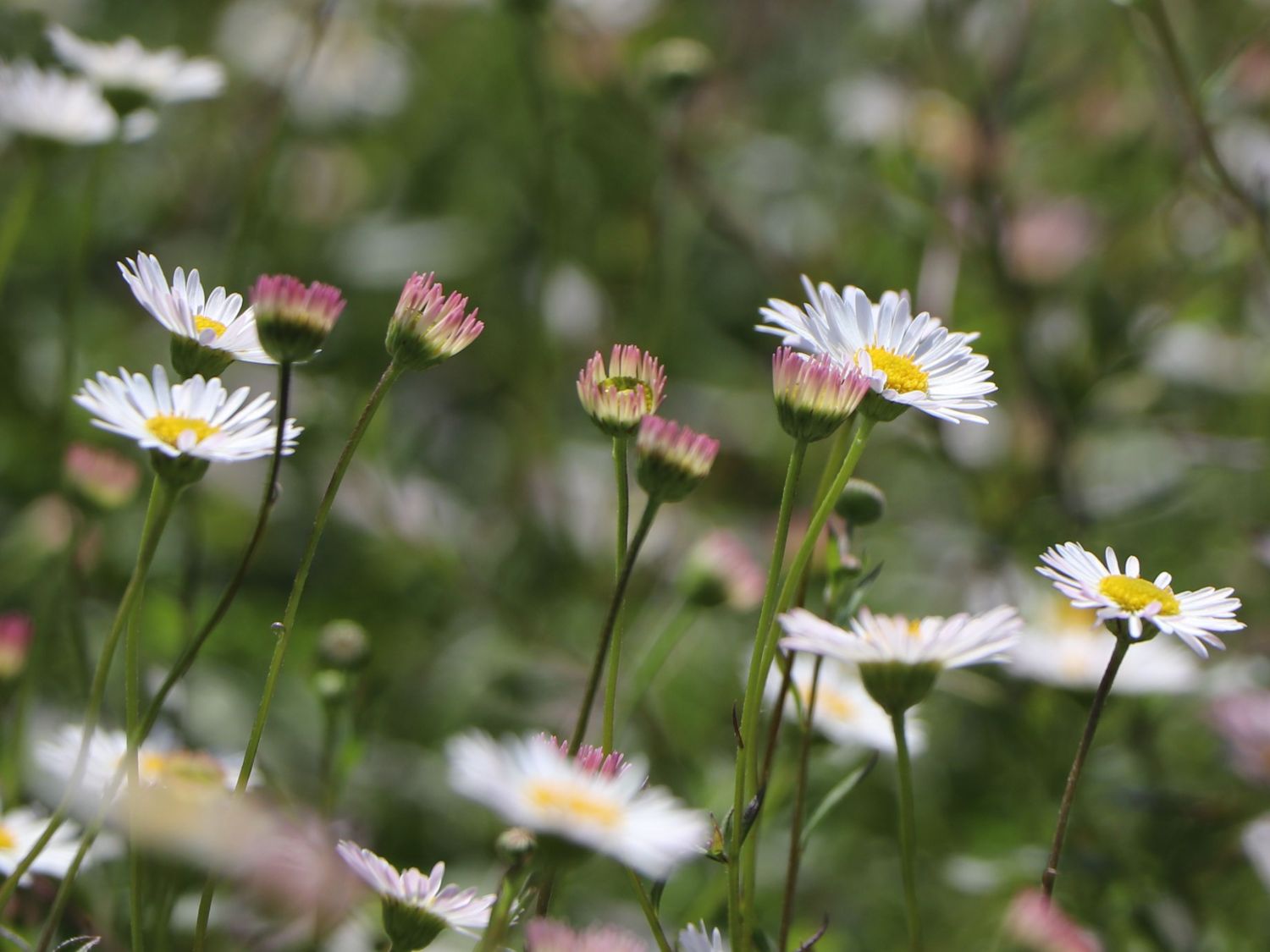 Karwinskis Feinstrahl - Erigeron karvinskianus