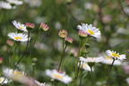 Karwinskis Feinstrahl - Erigeron karvinskianus