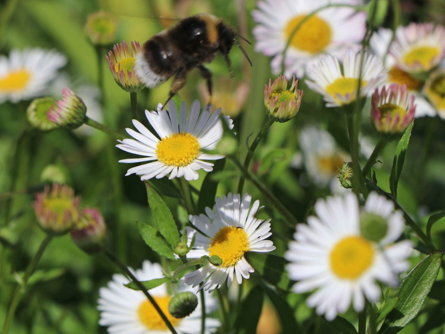 Karwinskis Feinstrahl - Erigeron karvinskianus