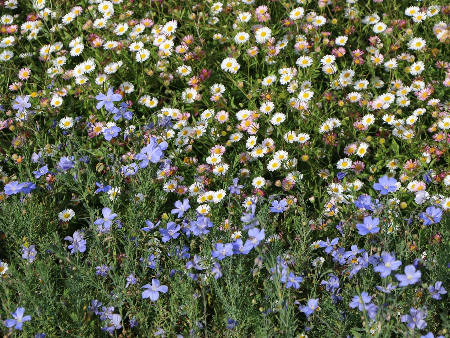Karwinskis Feinstrahl - Erigeron karvinskianus