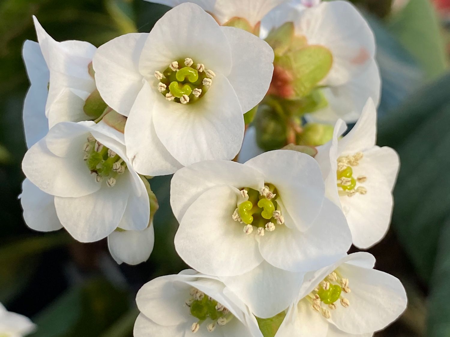 Kaschmir-Bergenie 'Jelle' - Bergenia ciliata 'Jelle'