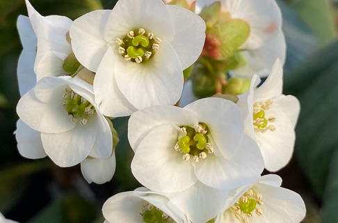 Kaschmir-Bergenie 'Jelle' - Bergenia ciliata 'Jelle'