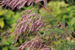 Kaspische Tamariske 'Pink Cascade'