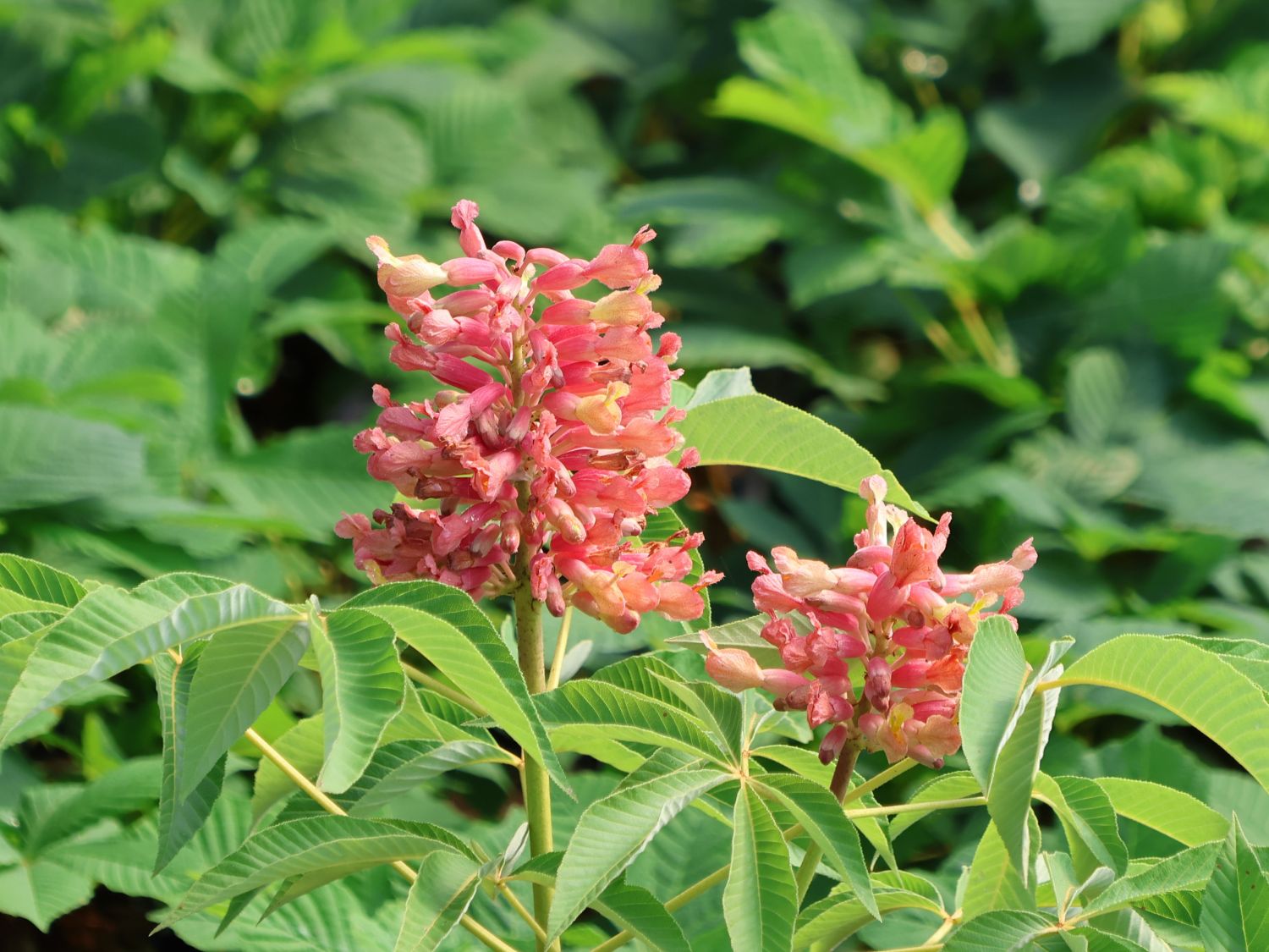 Kastanie 'Erythroblasta'