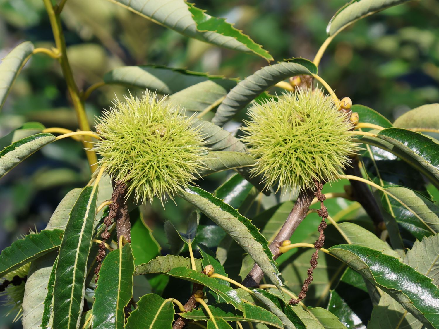 Kastanie 'Klon 90044'