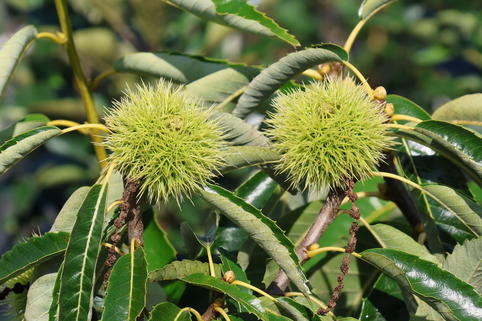 Kastanie 'Klon 90044' - Castanea sativa 'Klon 90044'