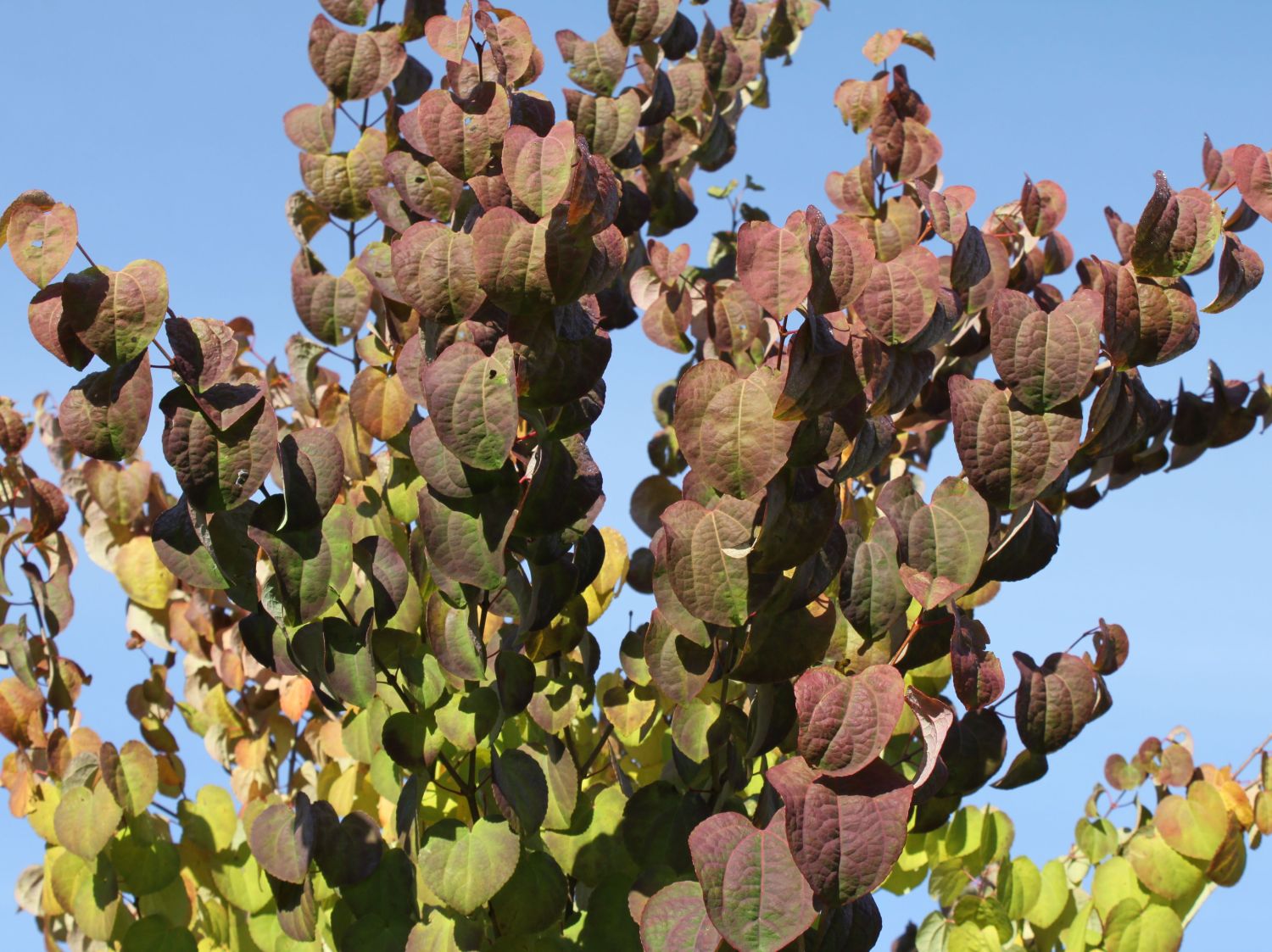 Kuchenbaumgewächse (Cercidiphyllaceae)