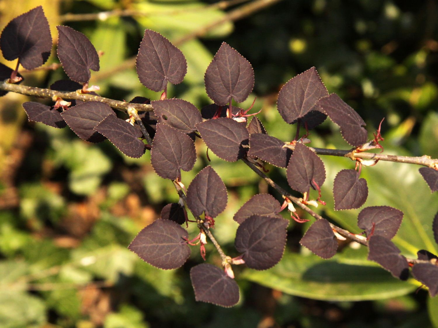 Katsurabaum 'Rotfuchs' / Lebkuchenbaum