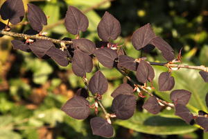 Katsurabaum 'Rotfuchs' / Lebkuchenbaum