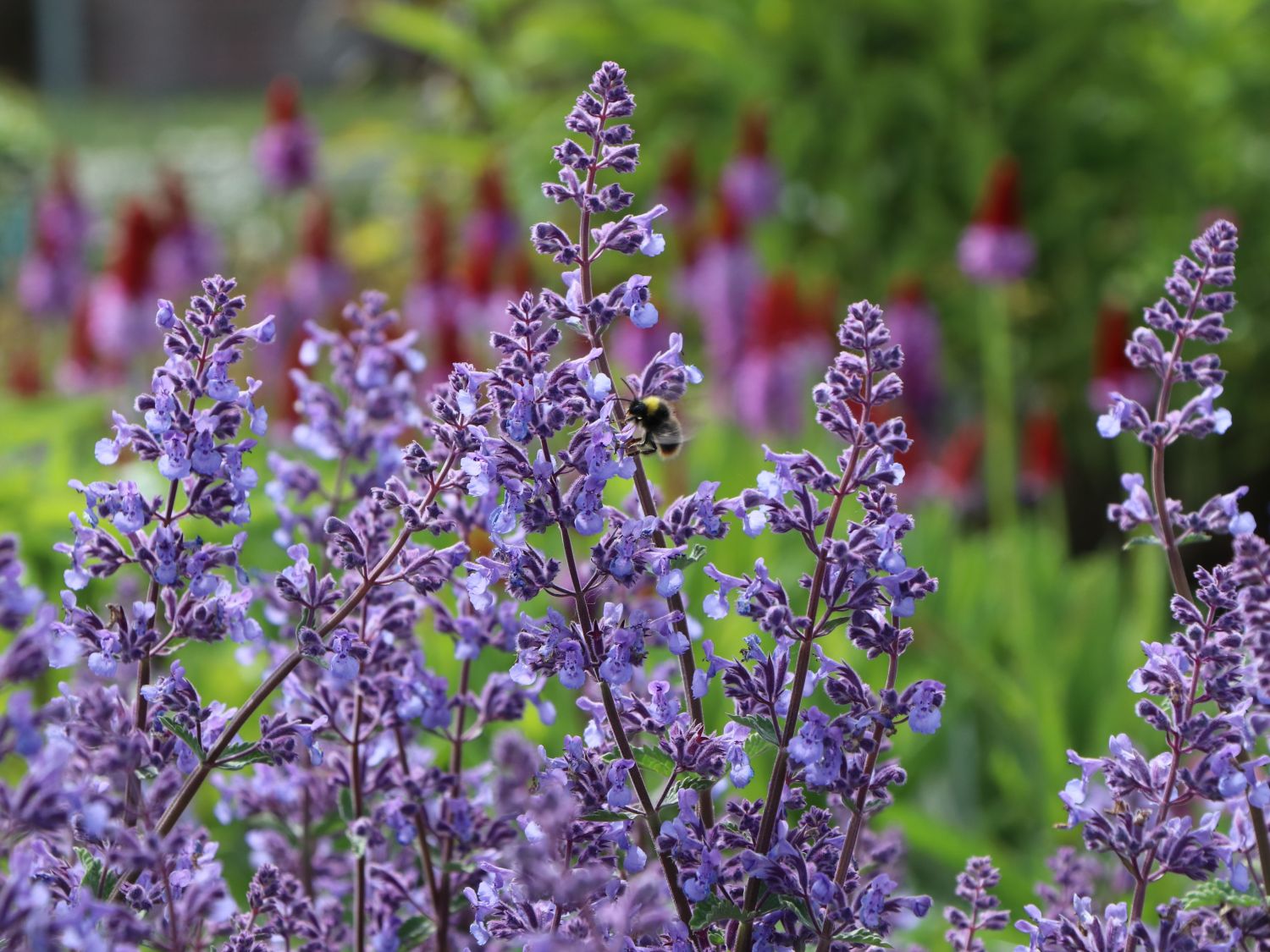 Katzenminze 'Junior Walker' ®