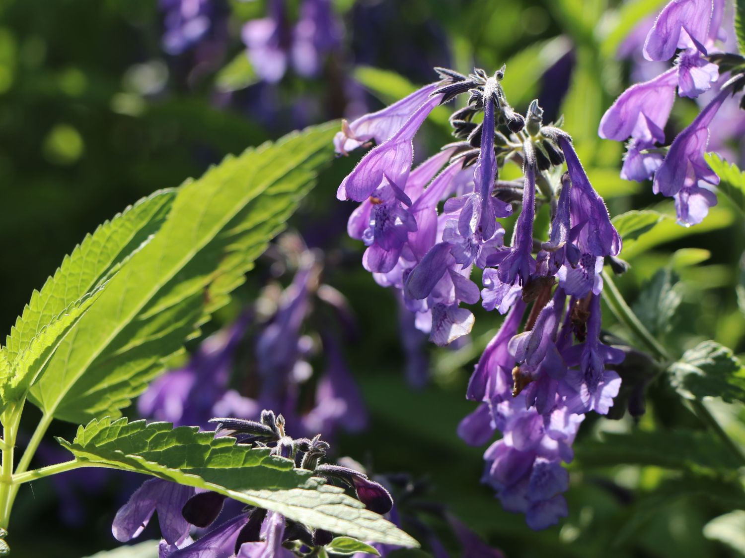 Katzenminze 'Souvenir d'Andre Chaudron'