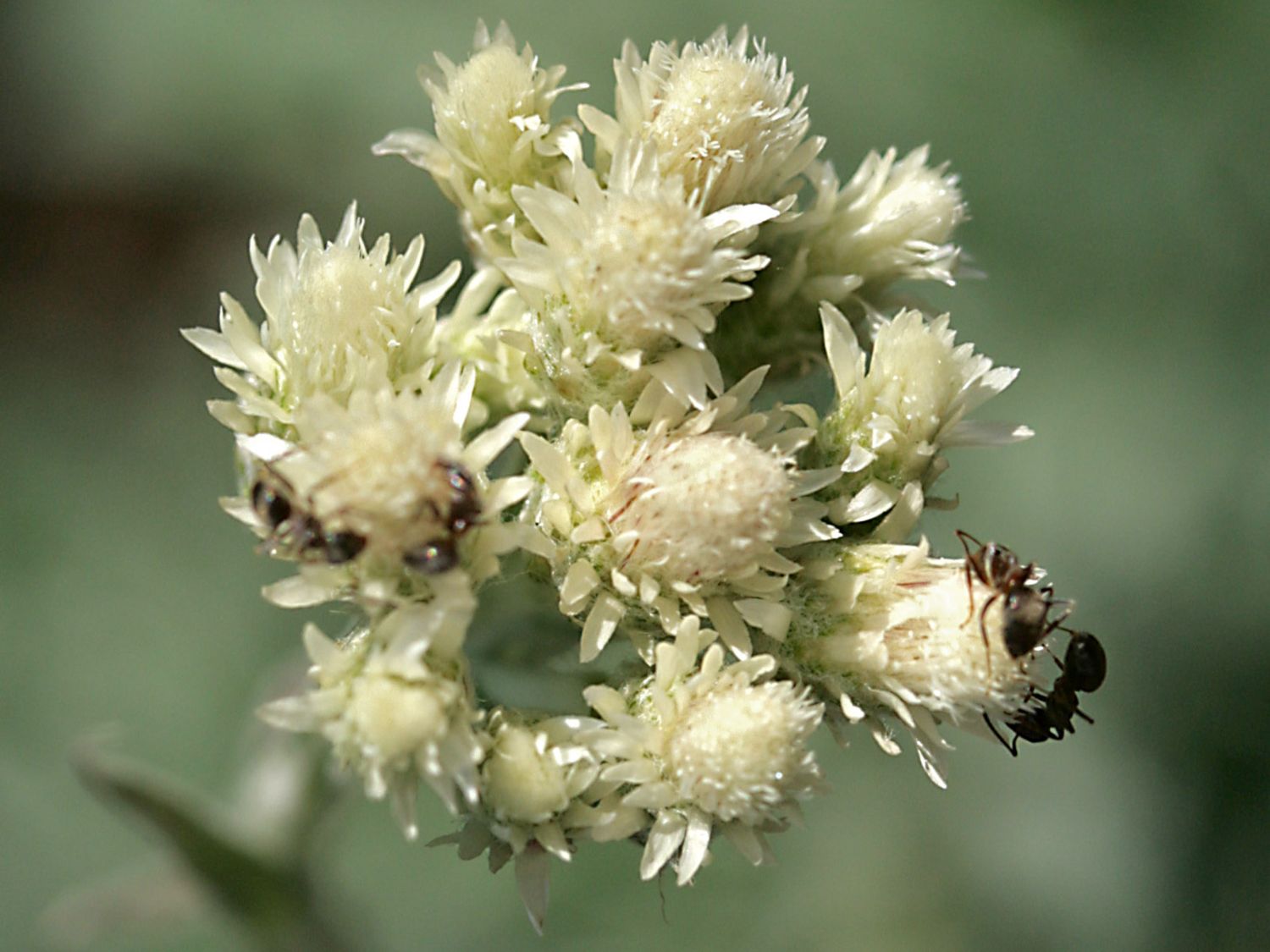 Katzenpfötchen (Antennaria)