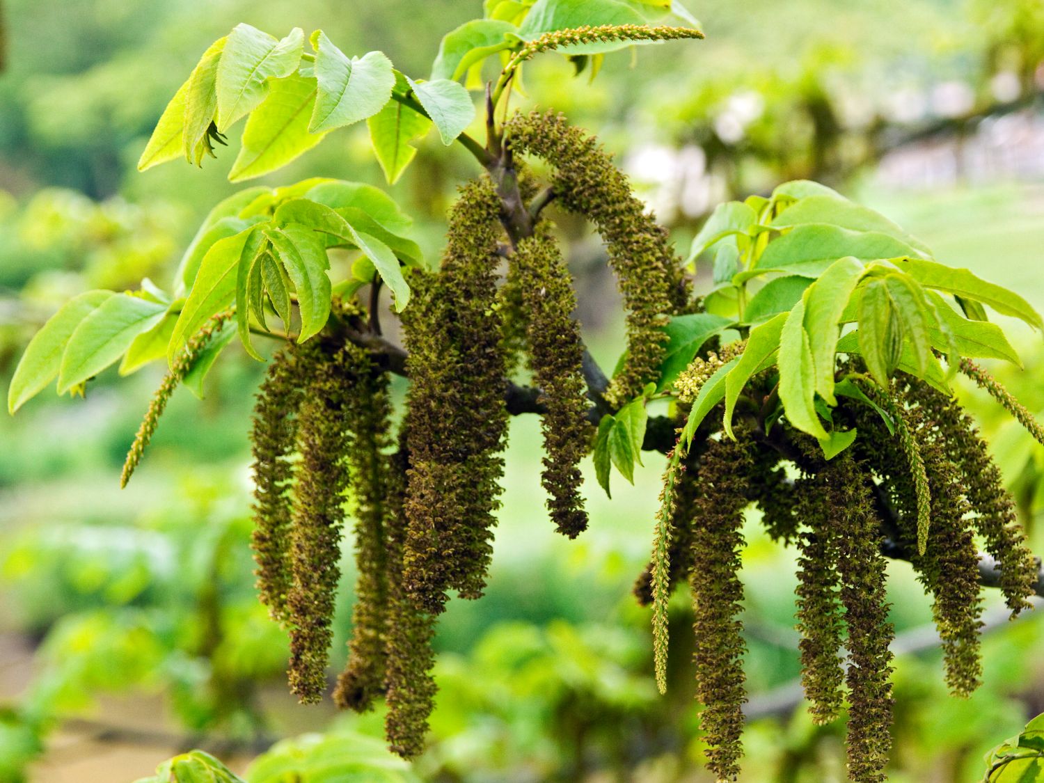 Flügelnüsse (Pterocarya)