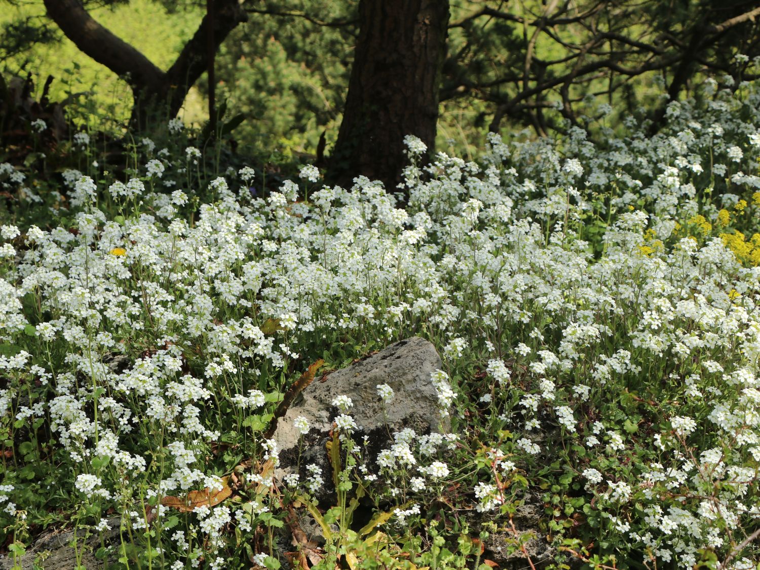 Kaukasische Gänsekresse