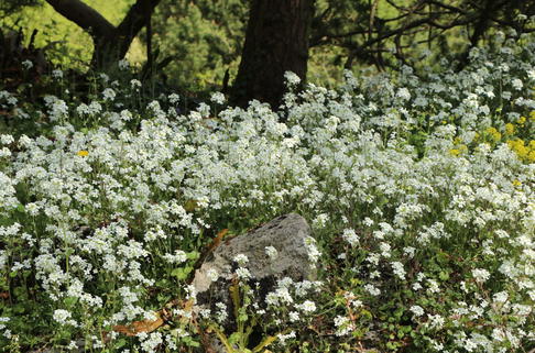 Kaukasische Gänsekresse - Arabis caucasica