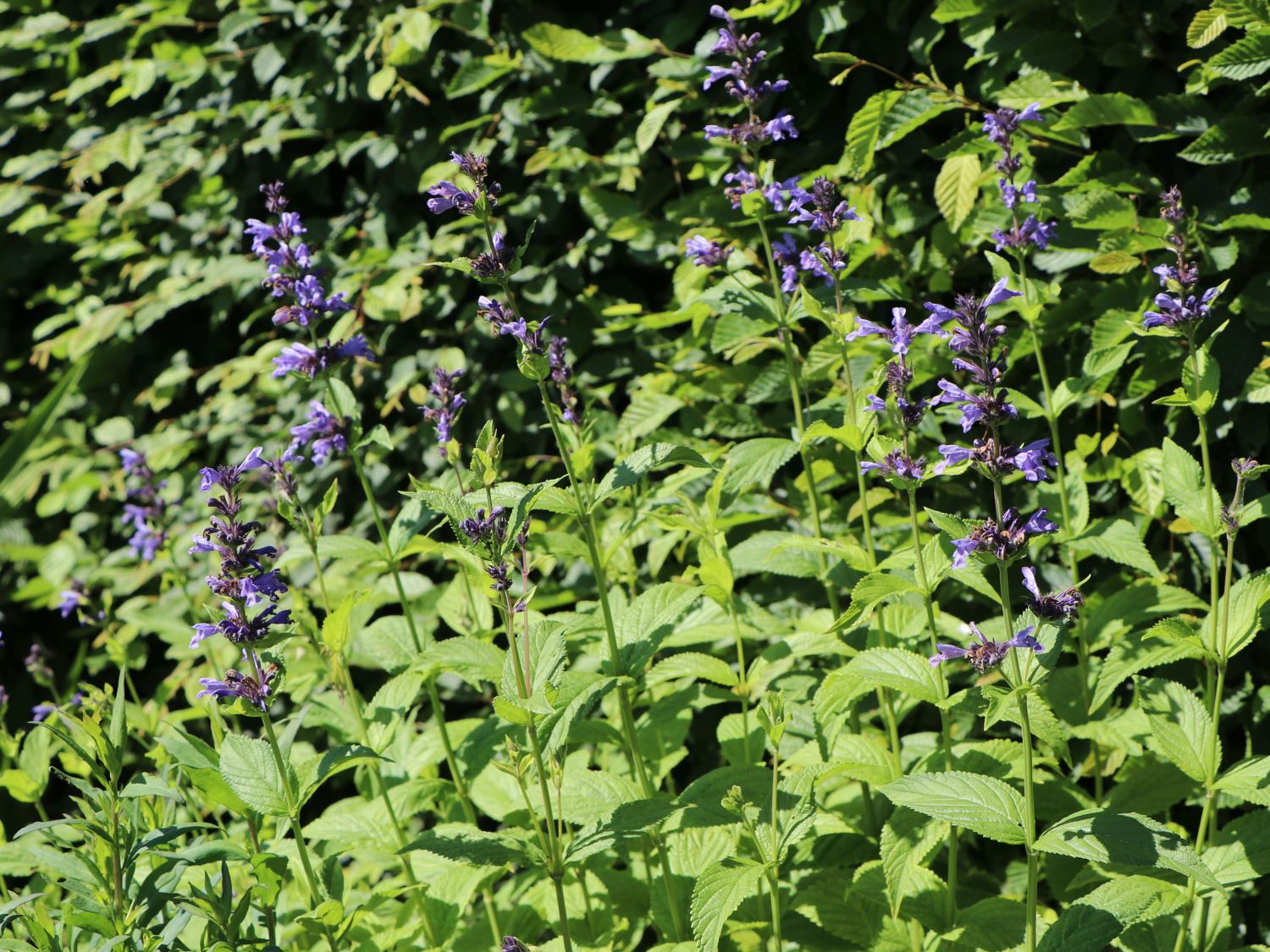 Kaukasische Katzenminze