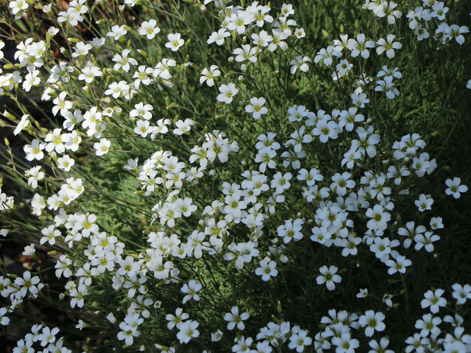 Mieren (Minuartia)