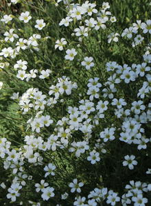 Mieren (Minuartia)