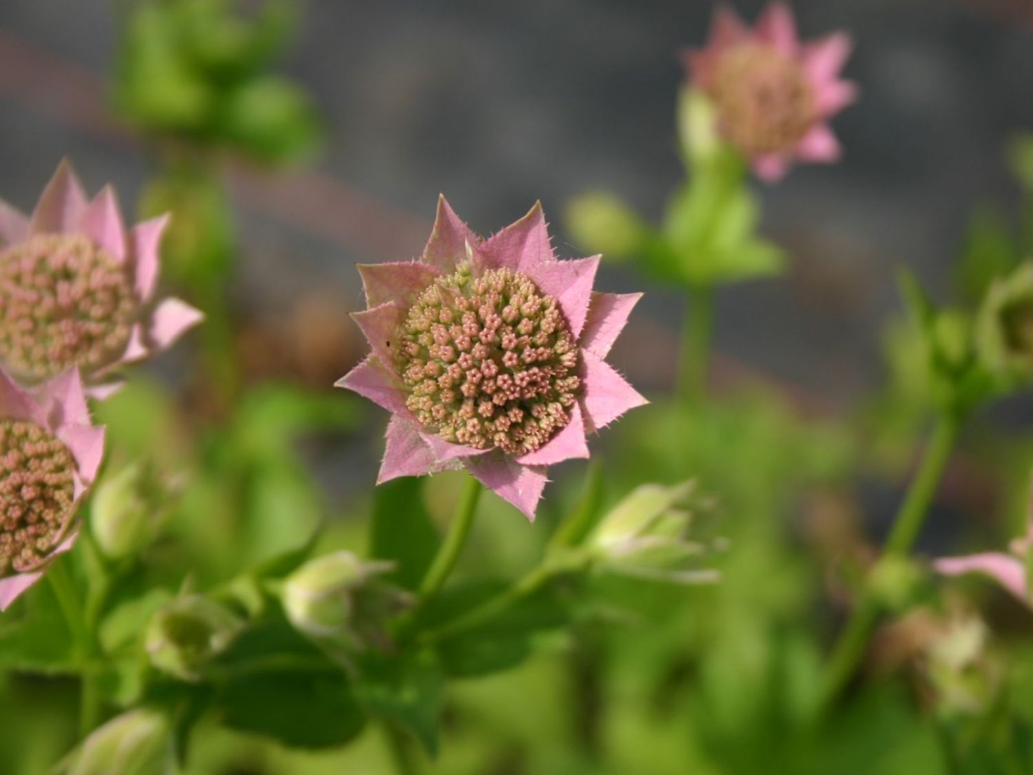 Kaukasus-Sterndolde - Astrantia maxima