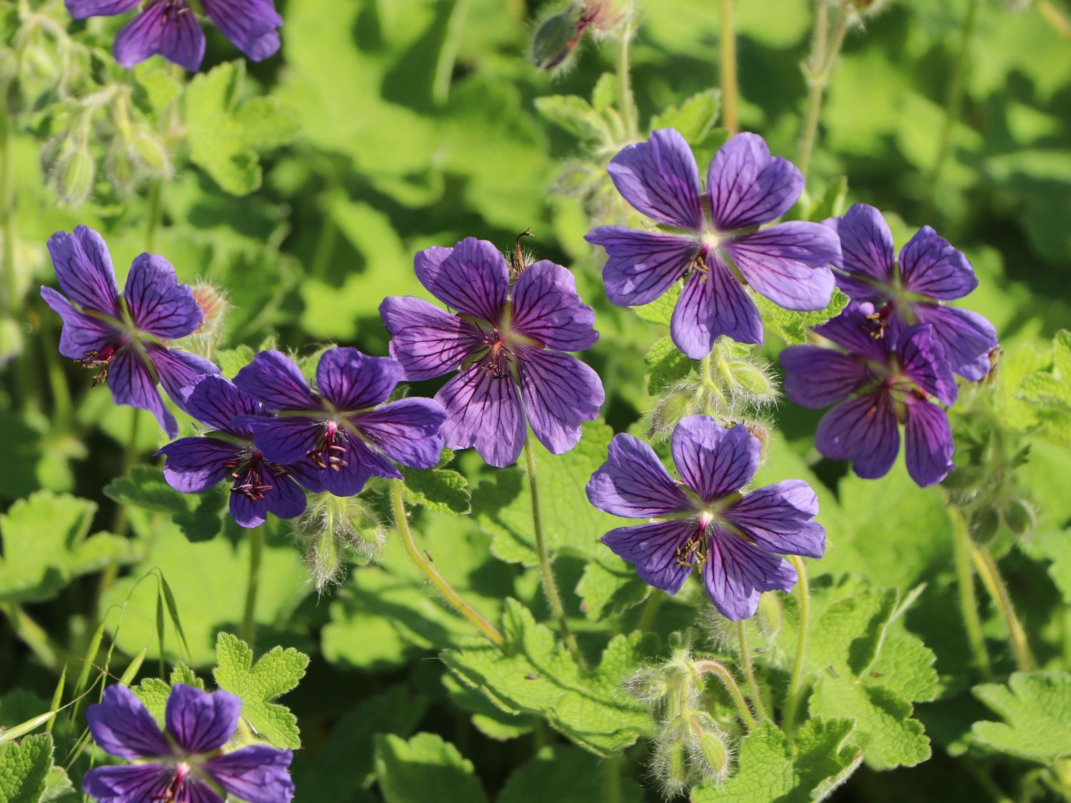 Kaukasus Storchschnabel  'Philippe Vapelle'