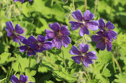 Kaukasus Storchschnabel 'Philippe Vapelle' - Geranium renardii 'Philippe Vapelle'
