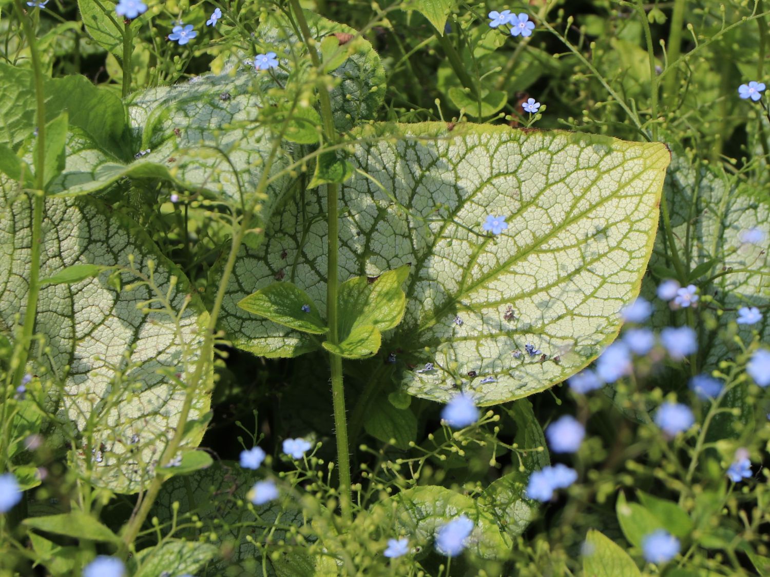 Kaukasus-Vergissmeinnicht 'Alexander's Great'