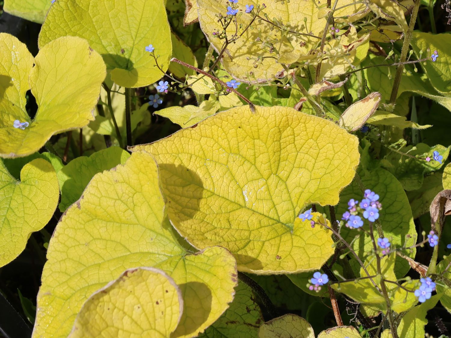 Kaukasus-Vergissmeinnicht 'Diane's Gold'