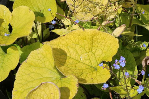 Kaukasus-Vergissmeinnicht 'Diane's Gold' - Brunnera macrophylla 'Diane's Gold'