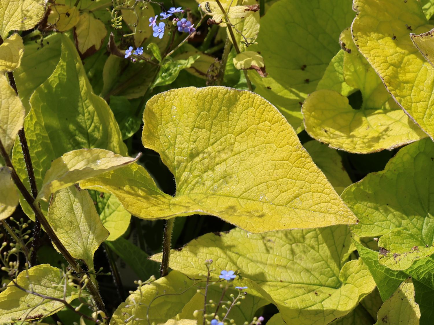Kaukasus-Vergissmeinnicht 'Diane's Gold' - Brunnera macrophylla 'Diane's Gold'
