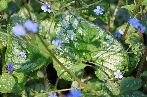 Kaukasus-Vergissmeinnicht 'Emerald Mist' - Brunnera macrophylla 'Emerald Mist'