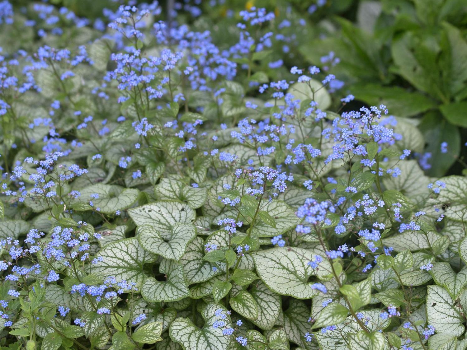 Kaukasus-Vergissmeinnicht 'Jack Frost' ® - Brunnera macrophylla 'Jack Frost' ®