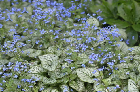 Kaukasus-Vergissmeinnicht 'Jack Frost' ® - Brunnera macrophylla 'Jack Frost' ®