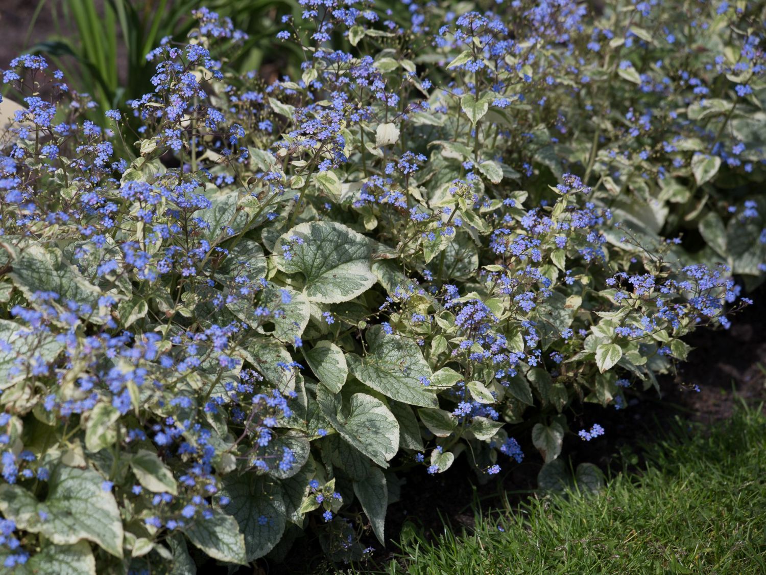 Kaukasus-Vergissmeinnicht 'King's Ransom' - Brunnera macrophylla 'King's Ransom'