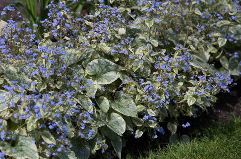 Kaukasus-Vergissmeinnicht 'King's Ransom' - Brunnera macrophylla 'King's Ransom'