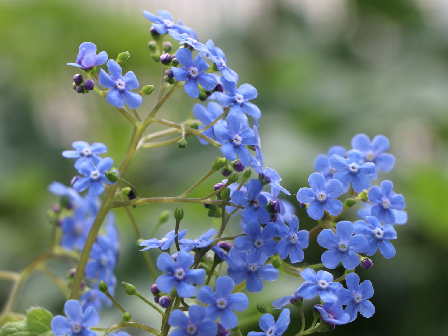 Kaukasus-Vergissmeinnicht 'Langtrees' - Brunnera macrophylla 'Langtrees'