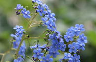 Kaukasus-Vergissmeinnicht 'Langtrees'