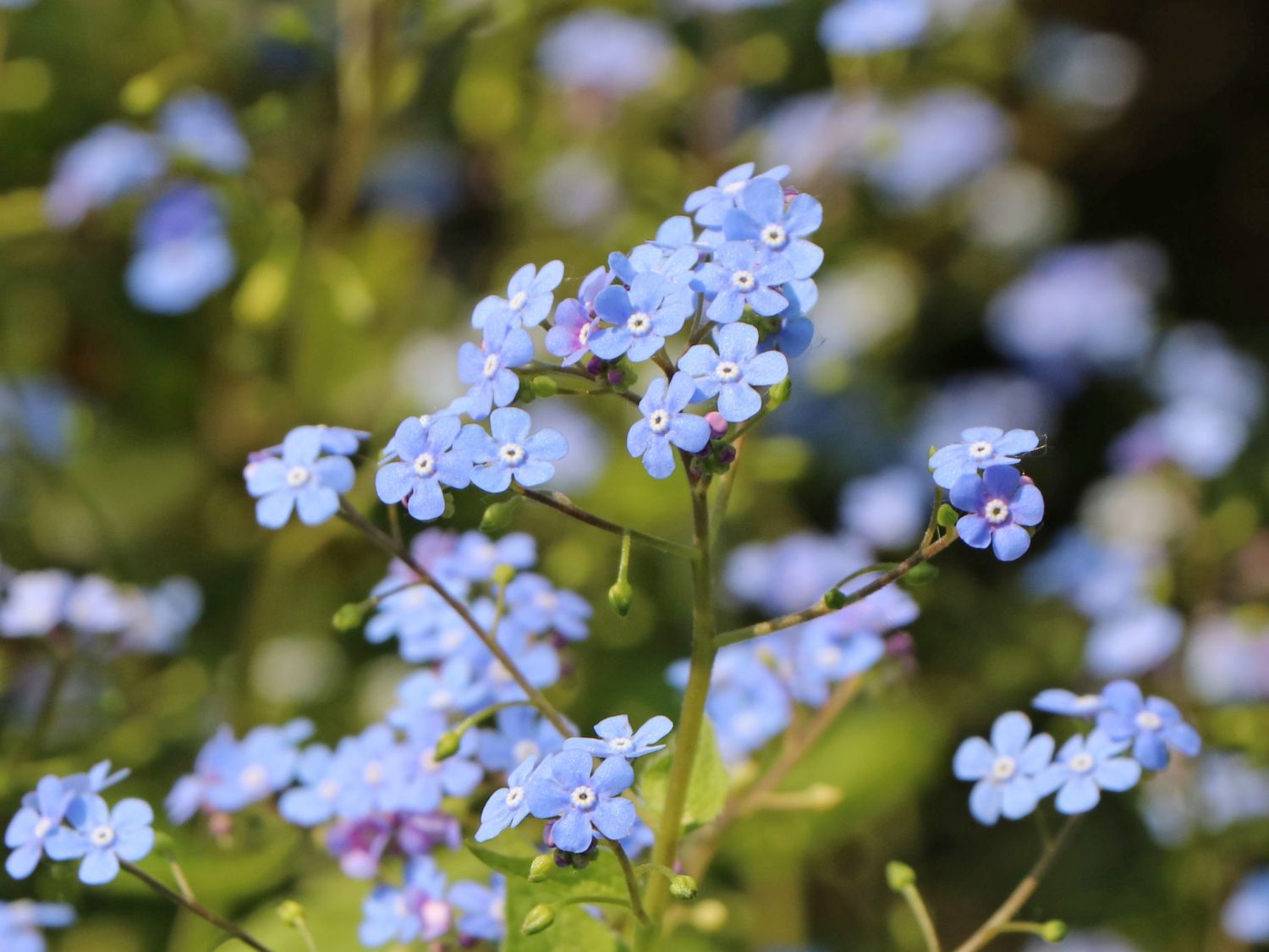 Kaukasus-Vergissmeinnicht 'Looking Glass'