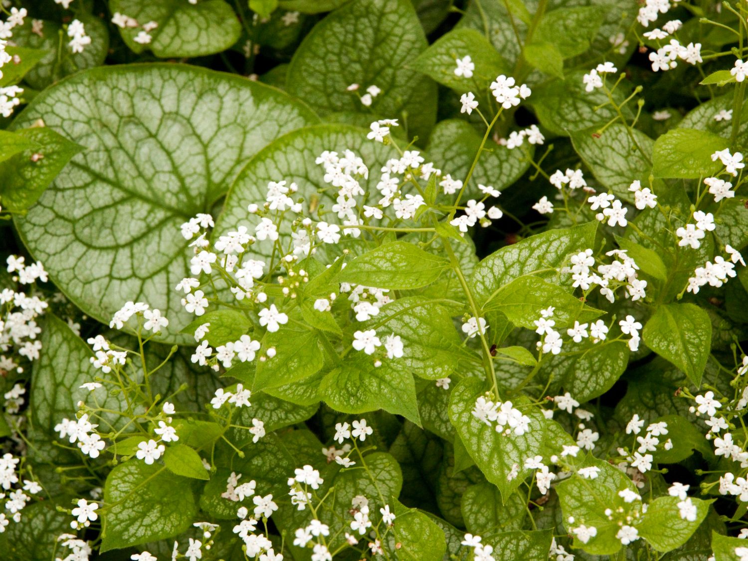 Kaukasusvergissmeinnicht (Brunnera)
