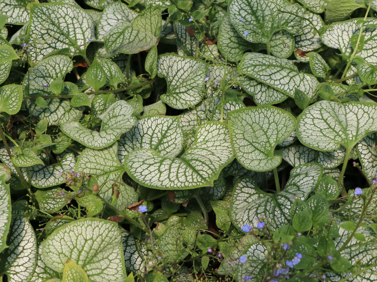 Kaukasus-Vergissmeinnicht 'Sea Heart'