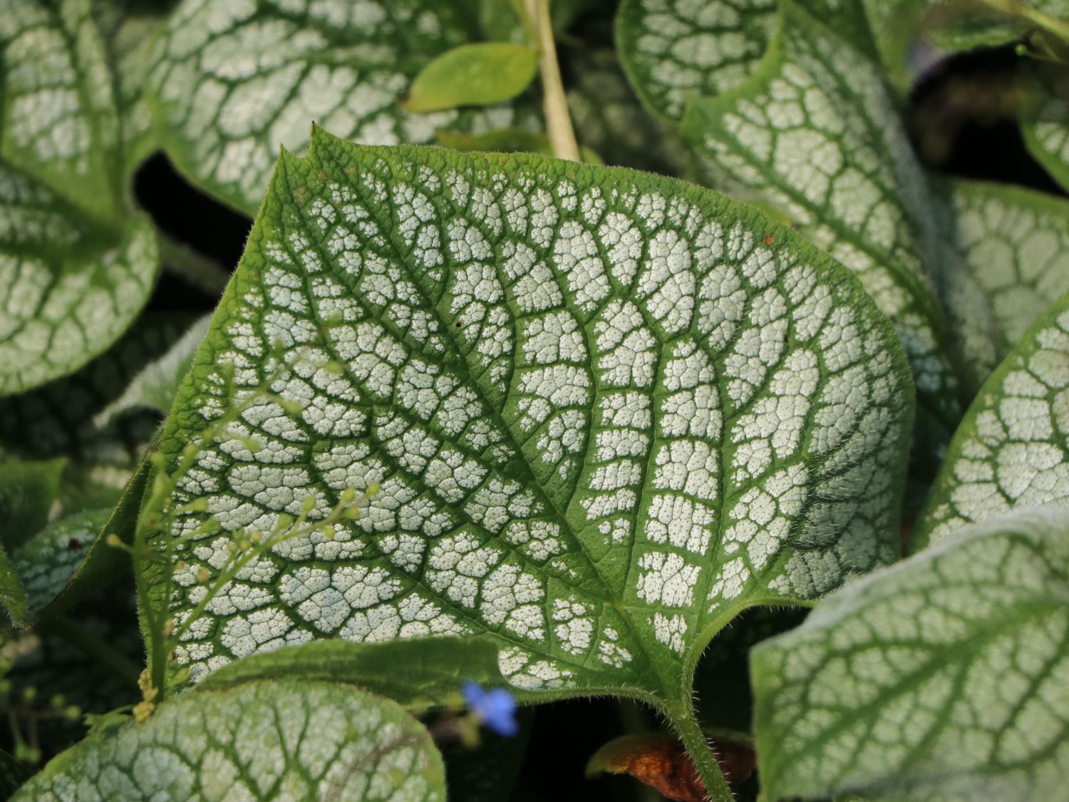 Kaukasus-Vergissmeinnicht 'Sea Heart' - Brunnera macrophylla 'Sea Heart'