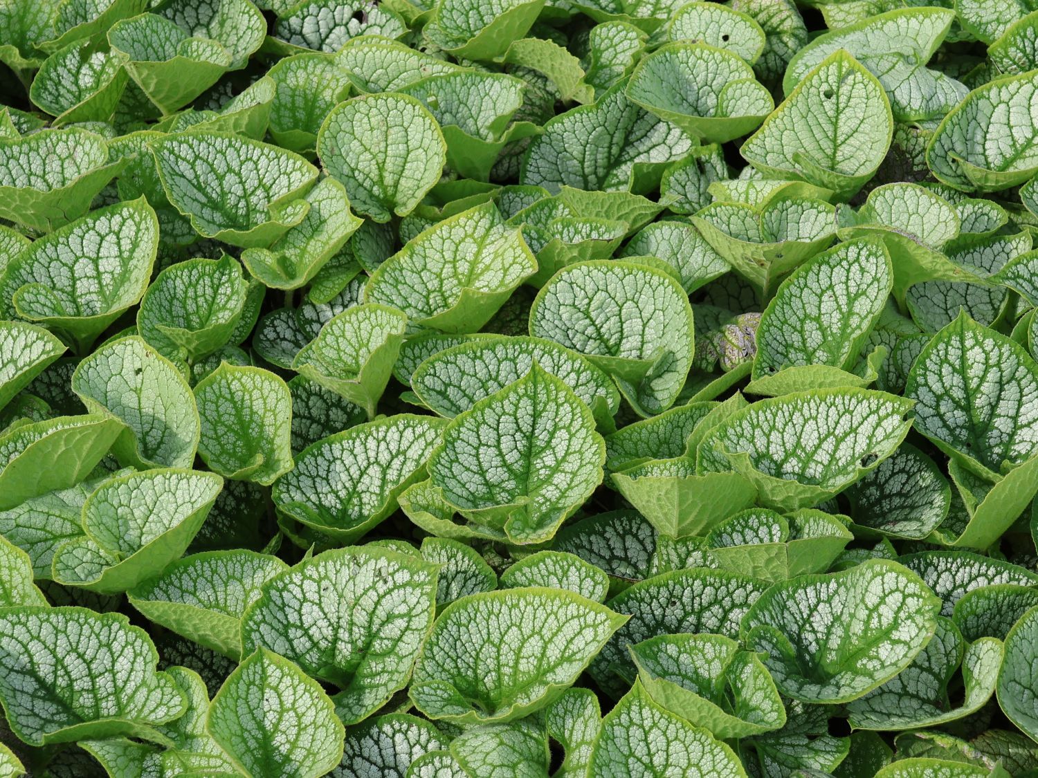 Kaukasus-Vergissmeinnicht 'Sea Heart' - Brunnera macrophylla 'Sea Heart'