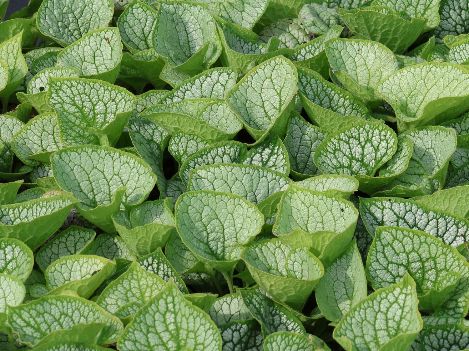 Kaukasus-Vergissmeinnicht 'Sea Heart' - Brunnera macrophylla 'Sea Heart'