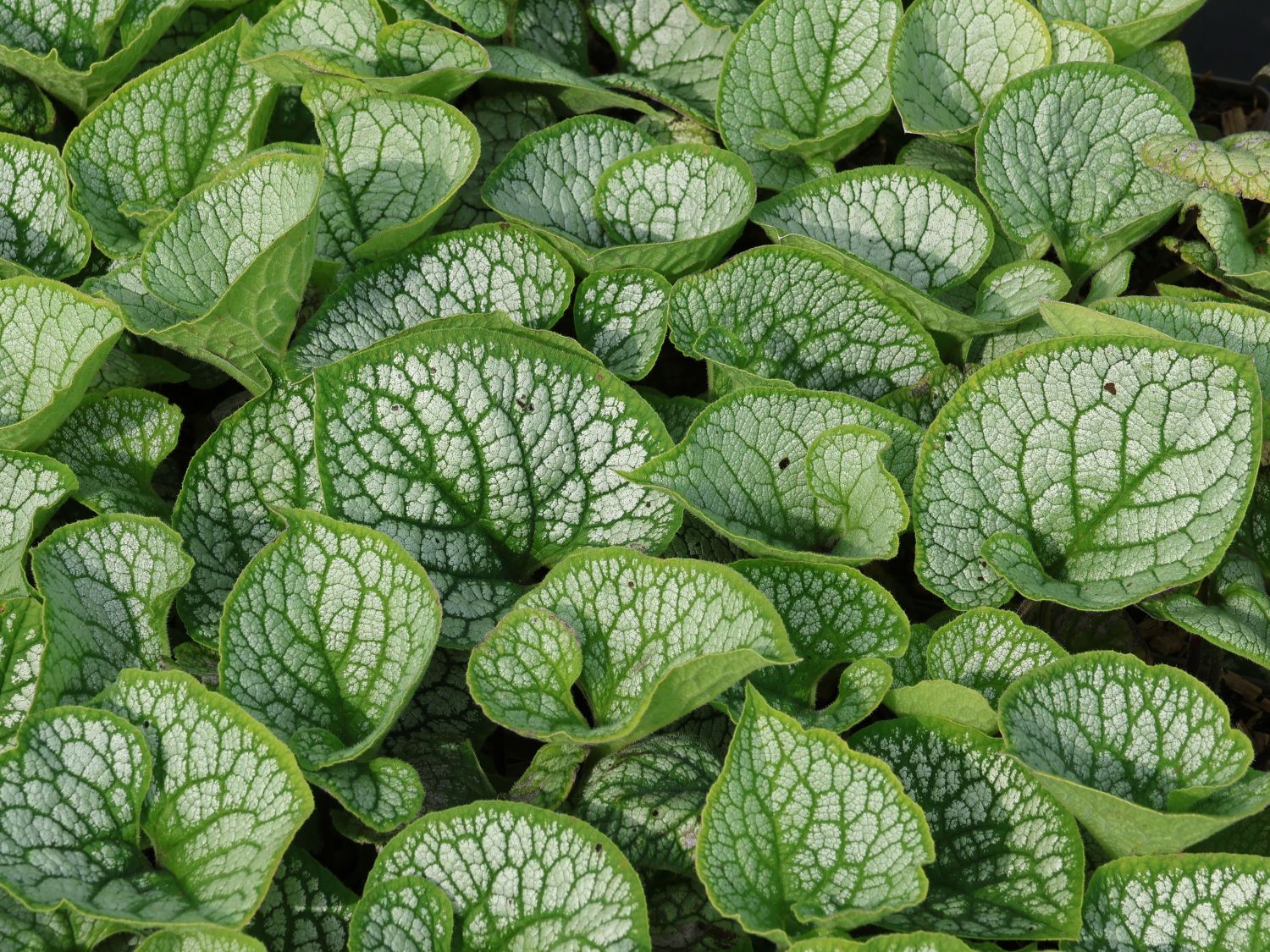 Kaukasus-Vergissmeinnicht 'Sea Heart' - Brunnera macrophylla 'Sea Heart'