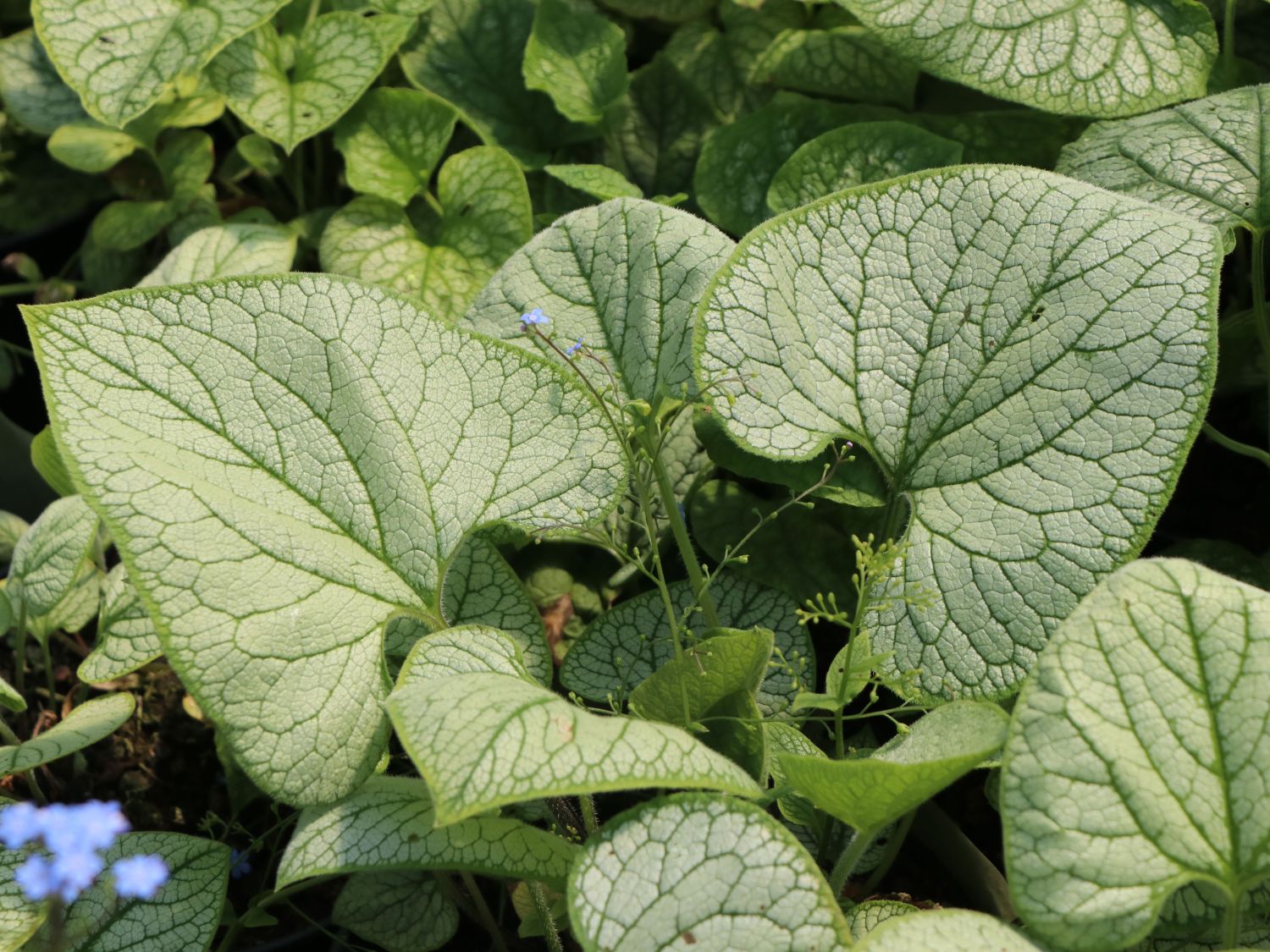 Kaukasus-Vergissmeinnicht 'Silver Heart'