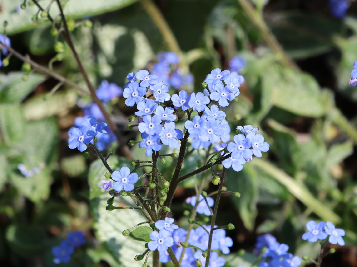 Kaukasus-Vergissmeinnicht 'Silver Heart' - Brunnera macrophylla 'Silver Heart'