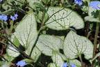Kaukasus-Vergissmeinnicht 'Silver Heart' - Brunnera macrophylla 'Silver Heart'
