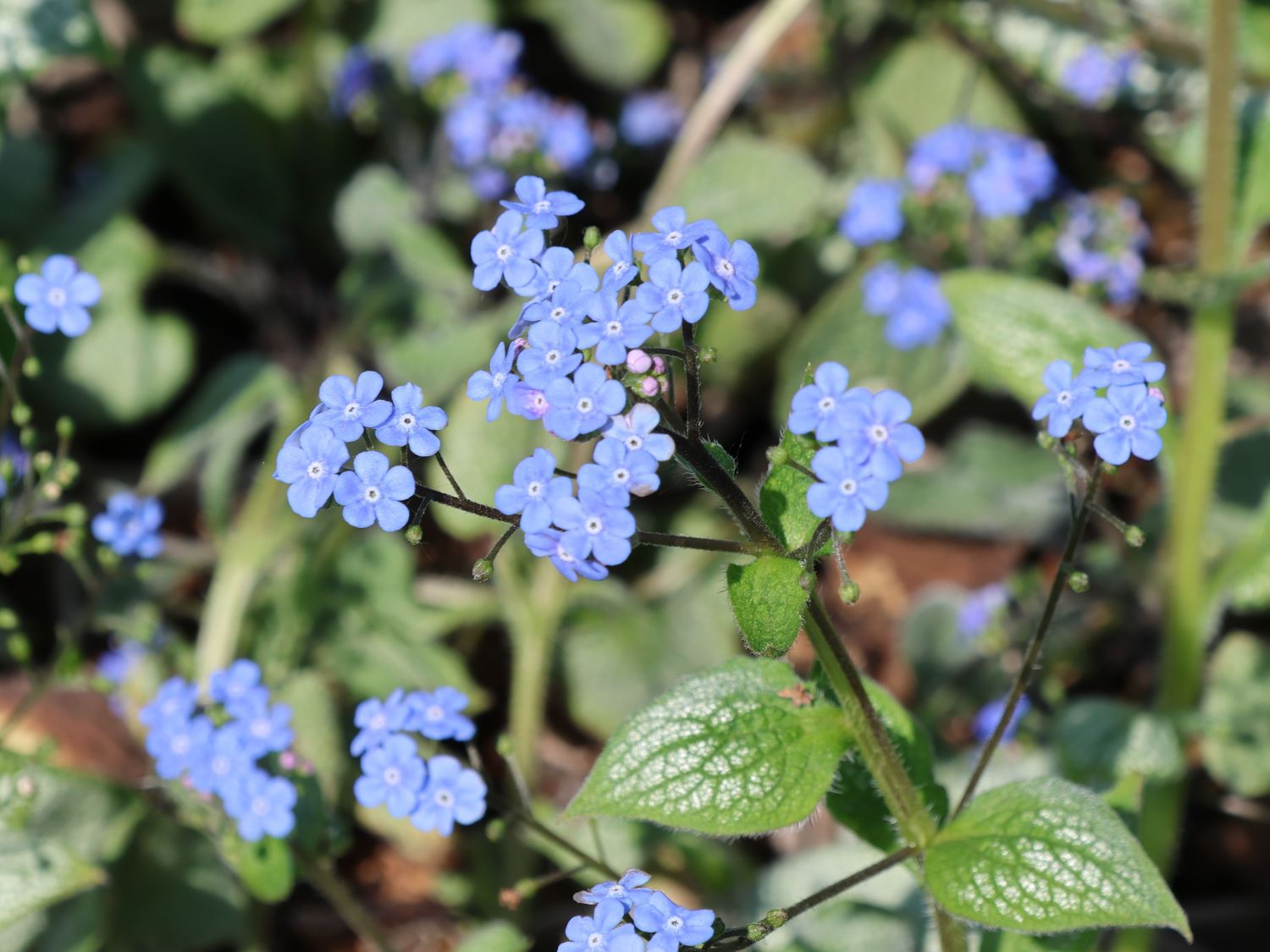 Kaukasus-Vergissmeinnicht 'Silver Heart' - Brunnera macrophylla 'Silver Heart'